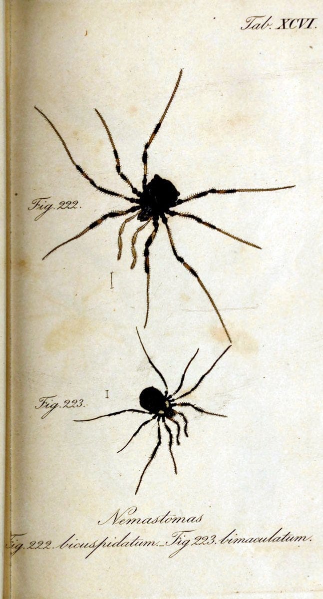 Die Arachniden. bd.1-4 (1831), plates 1-144NÃ¼rnberg :In der C. H. Zeh'schen Buchhandlung,1831-1848. | Arachnida arachnid  | Vintage Print Reproduction 471152