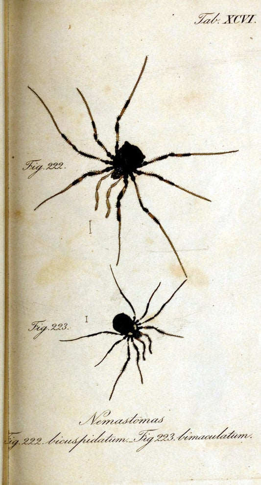 Die Arachniden. bd.1-4 (1831), plates 1-144NÃ¼rnberg :In der C. H. Zeh'schen Buchhandlung,1831-1848. | Arachnida arachnid  | Vintage Print Reproduction 471152