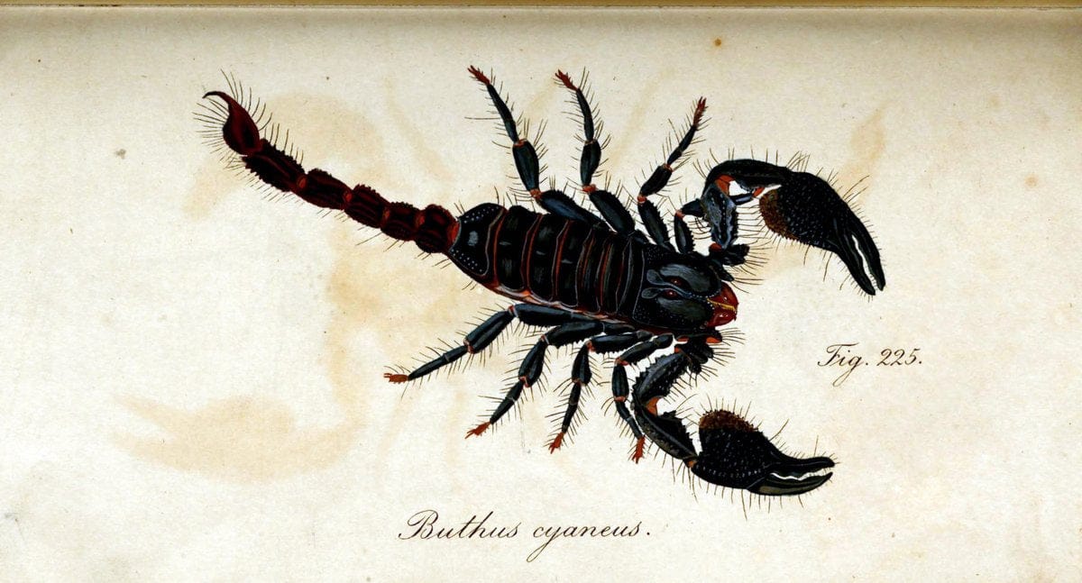 Die Arachniden. bd.1-4 (1831), plates 1-144NÃ¼rnberg :In der C. H. Zeh'schen Buchhandlung,1831-1848. | Arachnida arachnid  | Vintage Print Reproduction 471154