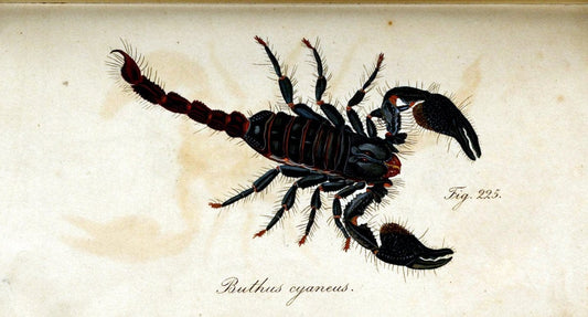 Die Arachniden. bd.1-4 (1831), plates 1-144NÃ¼rnberg :In der C. H. Zeh'schen Buchhandlung,1831-1848. | Arachnida arachnid  | Vintage Print Reproduction 471154
