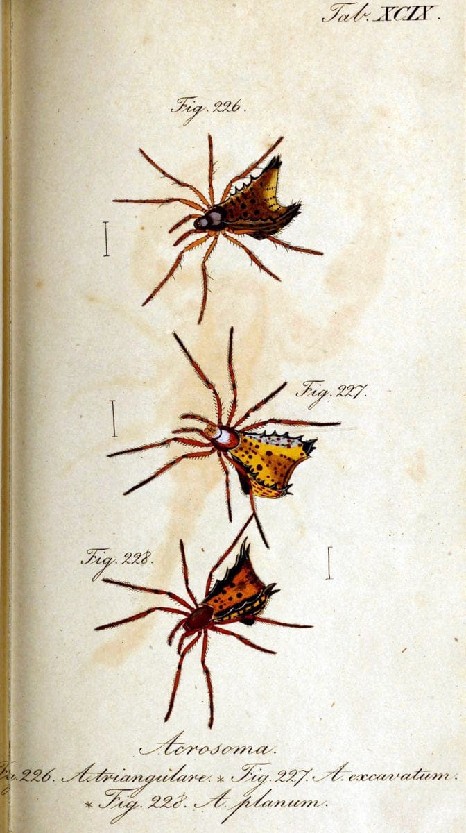 Die Arachniden. bd.1-4 (1831), plates 1-144NÃ¼rnberg :In der C. H. Zeh'schen Buchhandlung,1831-1848. | Arachnida arachnid  | Vintage Print Reproduction 471155