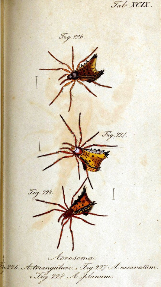 Die Arachniden. bd.1-4 (1831), plates 1-144NÃ¼rnberg :In der C. H. Zeh'schen Buchhandlung,1831-1848. | Arachnida arachnid  | Vintage Print Reproduction 471155