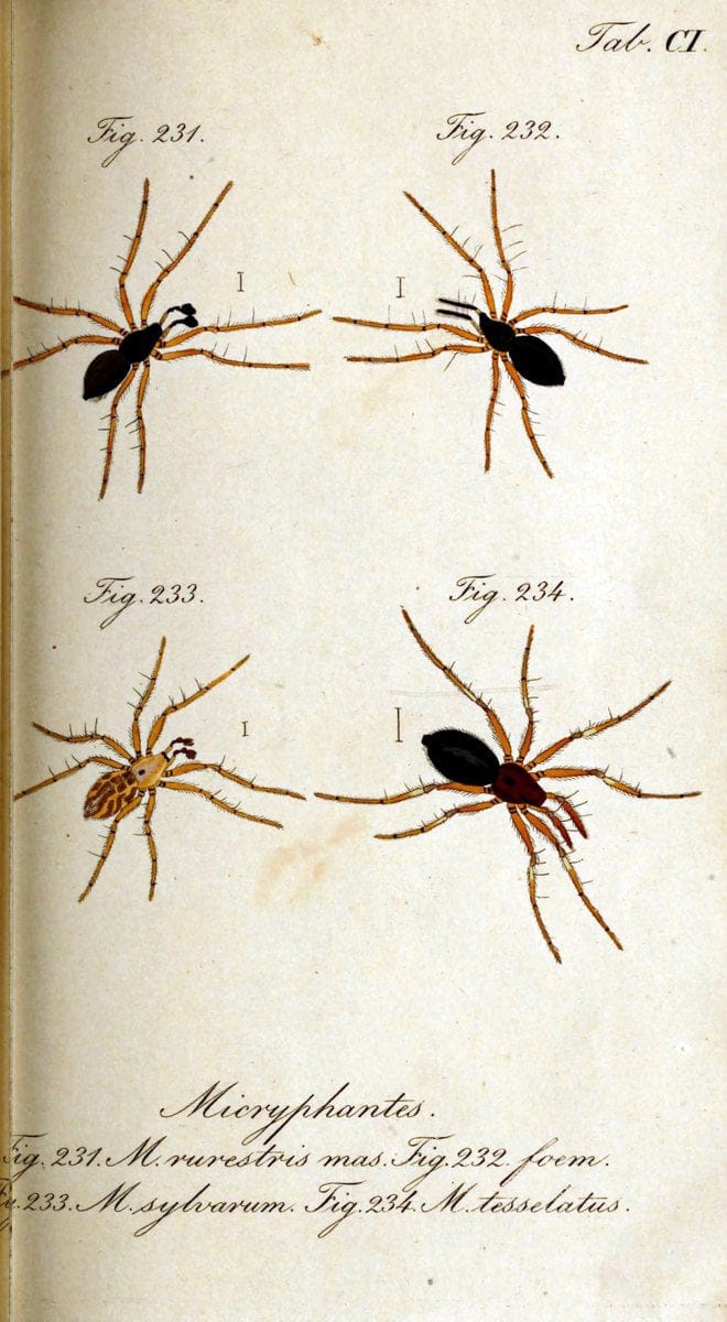 Die Arachniden. bd.1-4 (1831), plates 1-144NÃ¼rnberg :In der C. H. Zeh'schen Buchhandlung,1831-1848. | Arachnida arachnid  | Vintage Print Reproduction 471157