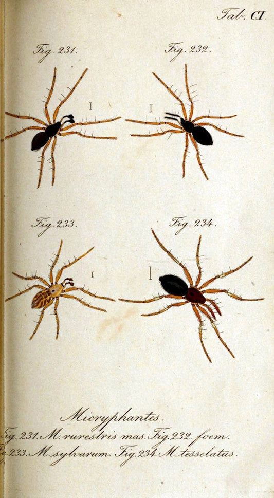 Die Arachniden. bd.1-4 (1831), plates 1-144NÃ¼rnberg :In der C. H. Zeh'schen Buchhandlung,1831-1848. | Arachnida arachnid  | Vintage Print Reproduction 471157