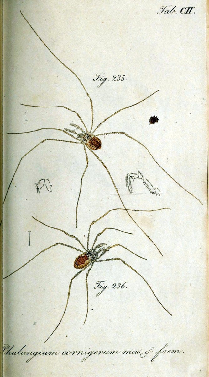 Die Arachniden. bd.1-4 (1831), plates 1-144NÃ¼rnberg :In der C. H. Zeh'schen Buchhandlung,1831-1848. | Arachnida arachnid  | Vintage Print Reproduction 471158
