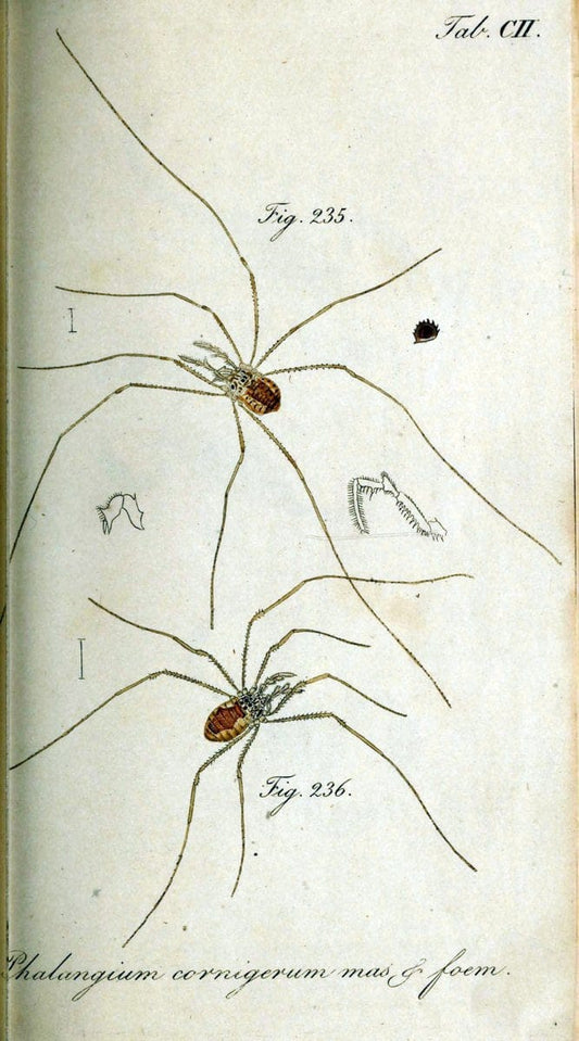 Die Arachniden. bd.1-4 (1831), plates 1-144NÃ¼rnberg :In der C. H. Zeh'schen Buchhandlung,1831-1848. | Arachnida arachnid  | Vintage Print Reproduction 471158