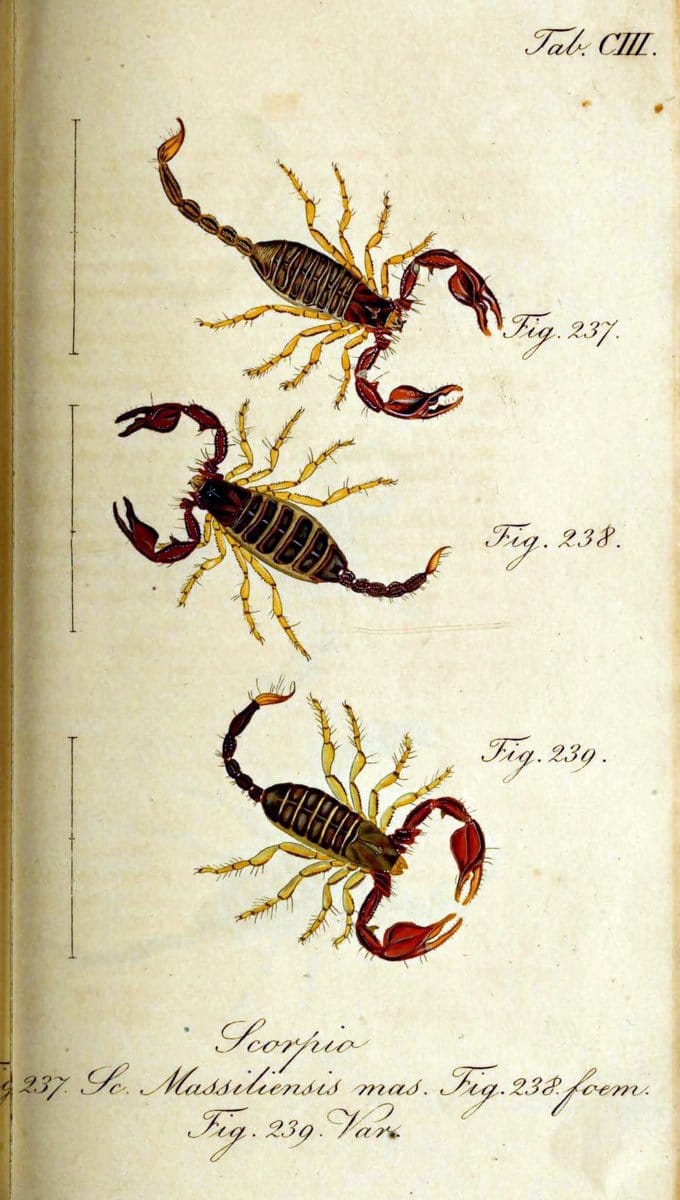 Die Arachniden. bd.1-4 (1831), plates 1-144NÃ¼rnberg :In der C. H. Zeh'schen Buchhandlung,1831-1848. | Arachnida arachnid  | Vintage Print Reproduction 471159