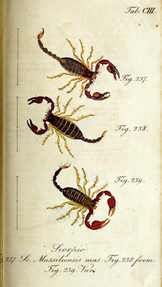 Die Arachniden. bd.1-4 (1831), plates 1-144NÃ¼rnberg :In der C. H. Zeh'schen Buchhandlung,1831-1848. | Arachnida arachnid  | Vintage Print Reproduction 471159