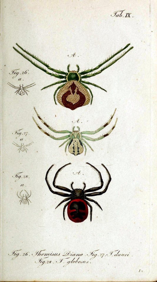 Die Arachniden. bd.1-4 (1831), plates 1-144NÃ¼rnberg :In der C. H. Zeh'schen Buchhandlung,1831-1848. | Arachnida arachnid  | Vintage Print Reproduction 471160