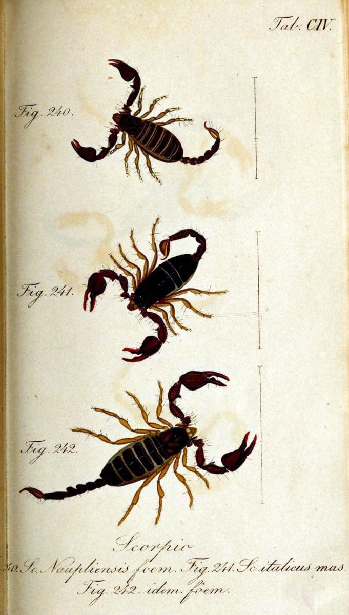 Die Arachniden. bd.1-4 (1831), plates 1-144NÃ¼rnberg :In der C. H. Zeh'schen Buchhandlung,1831-1848. | Arachnida arachnid  | Vintage Print Reproduction 471161