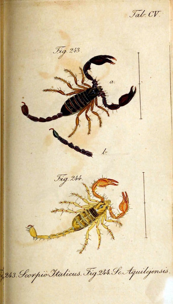 Die Arachniden. bd.1-4 (1831), plates 1-144NÃ¼rnberg :In der C. H. Zeh'schen Buchhandlung,1831-1848. | Arachnida arachnid  | Vintage Print Reproduction 471162