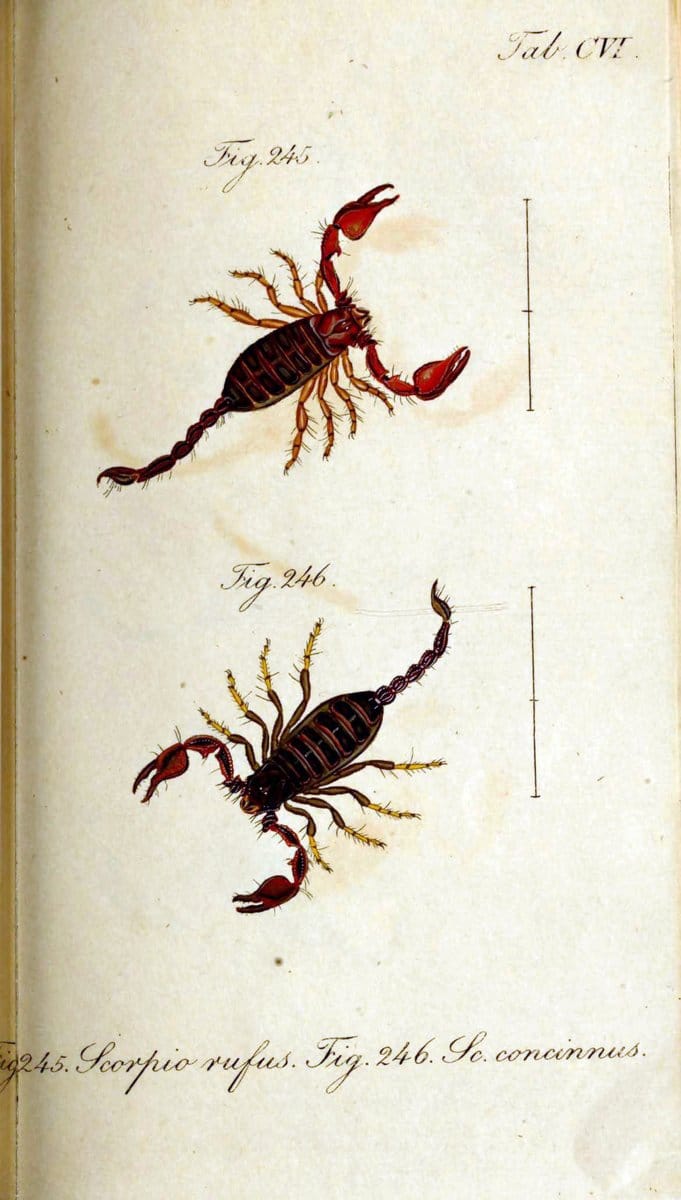 Die Arachniden. bd.1-4 (1831), plates 1-144NÃ¼rnberg :In der C. H. Zeh'schen Buchhandlung,1831-1848. | Arachnida arachnid  | Vintage Print Reproduction 471163