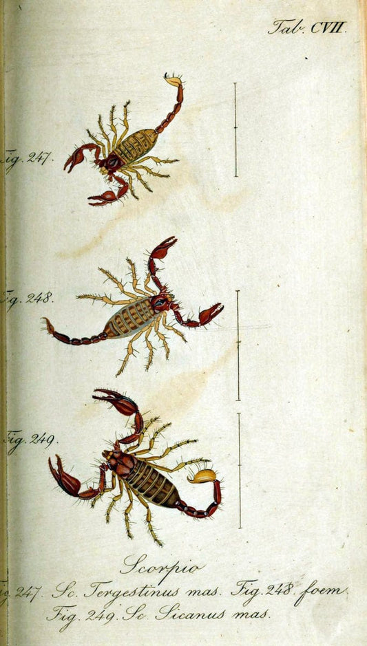Die Arachniden. bd.1-4 (1831), plates 1-144NÃ¼rnberg :In der C. H. Zeh'schen Buchhandlung,1831-1848. | Arachnida arachnid  | Vintage Print Reproduction 471164