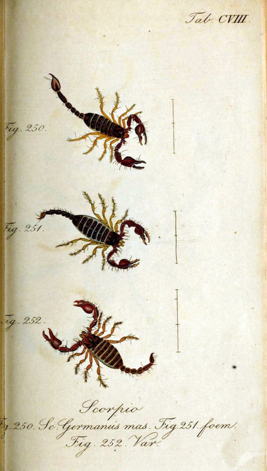 Die Arachniden. bd.1-4 (1831), plates 1-144NÃ¼rnberg :In der C. H. Zeh'schen Buchhandlung,1831-1848. | Arachnida arachnid  | Vintage Print Reproduction 471165