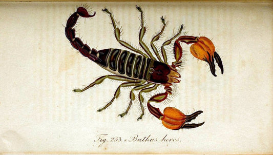 Die Arachniden. bd.1-4 (1831), plates 1-144NÃ¼rnberg :In der C. H. Zeh'schen Buchhandlung,1831-1848. | Arachnida arachnid  | Vintage Print Reproduction 471166