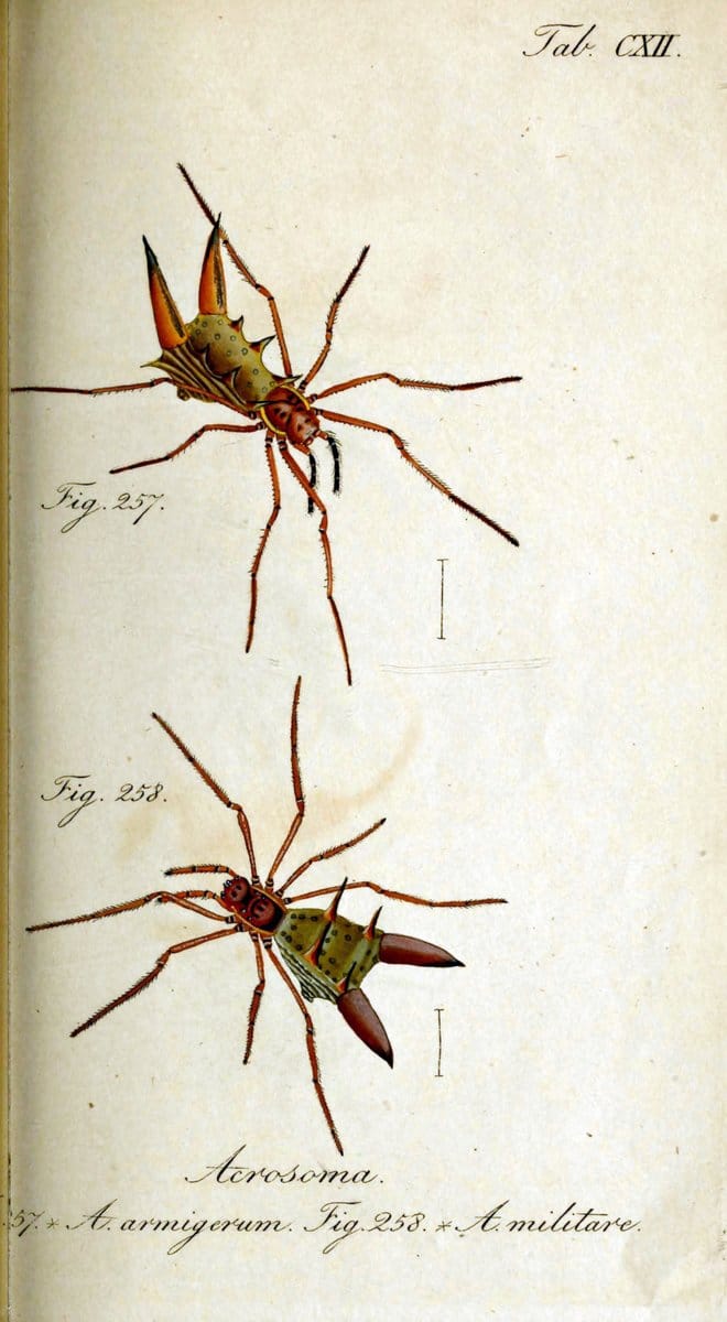 Die Arachniden. bd.1-4 (1831), plates 1-144NÃ¼rnberg :In der C. H. Zeh'schen Buchhandlung,1831-1848. | Arachnida arachnid  | Vintage Print Reproduction 471169