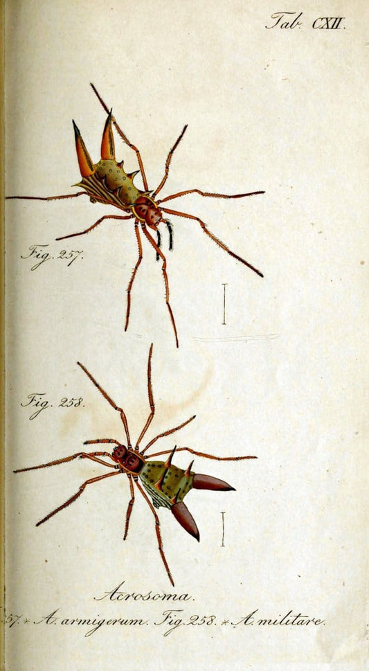 Die Arachniden. bd.1-4 (1831), plates 1-144NÃ¼rnberg :In der C. H. Zeh'schen Buchhandlung,1831-1848. | Arachnida arachnid  | Vintage Print Reproduction 471169