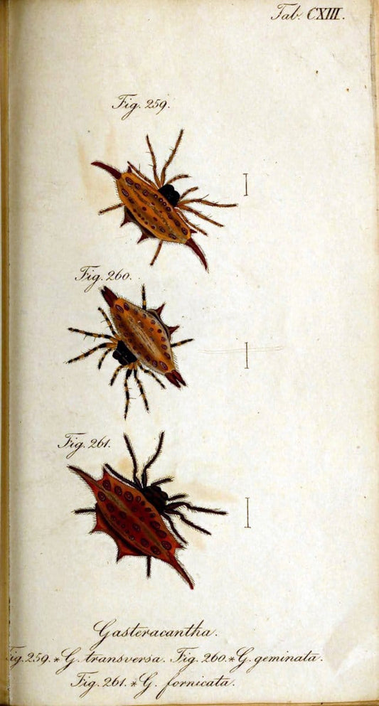 Die Arachniden. bd.1-4 (1831), plates 1-144NÃ¼rnberg :In der C. H. Zeh'schen Buchhandlung,1831-1848. | Arachnida arachnid  | Vintage Print Reproduction 471170