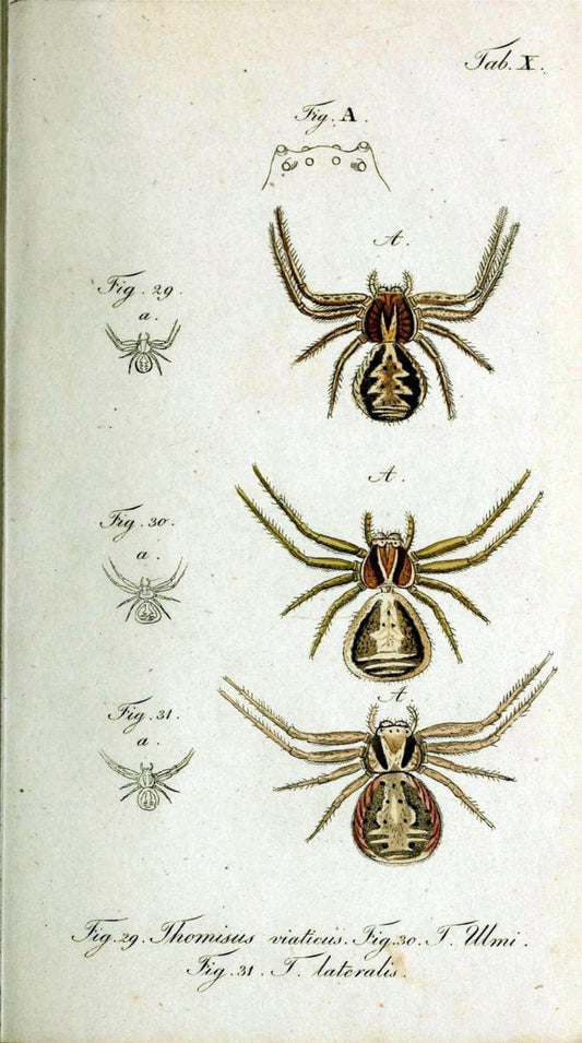 Die Arachniden. bd.1-4 (1831), plates 1-144NÃ¼rnberg :In der C. H. Zeh'schen Buchhandlung,1831-1848. | Arachnida arachnid  | Vintage Print Reproduction 471171