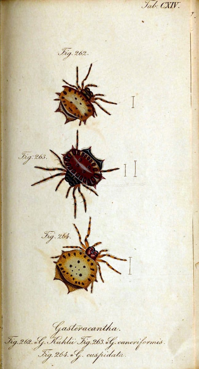 Die Arachniden. bd.1-4 (1831), plates 1-144NÃ¼rnberg :In der C. H. Zeh'schen Buchhandlung,1831-1848. | Arachnida arachnid  | Vintage Print Reproduction 471172