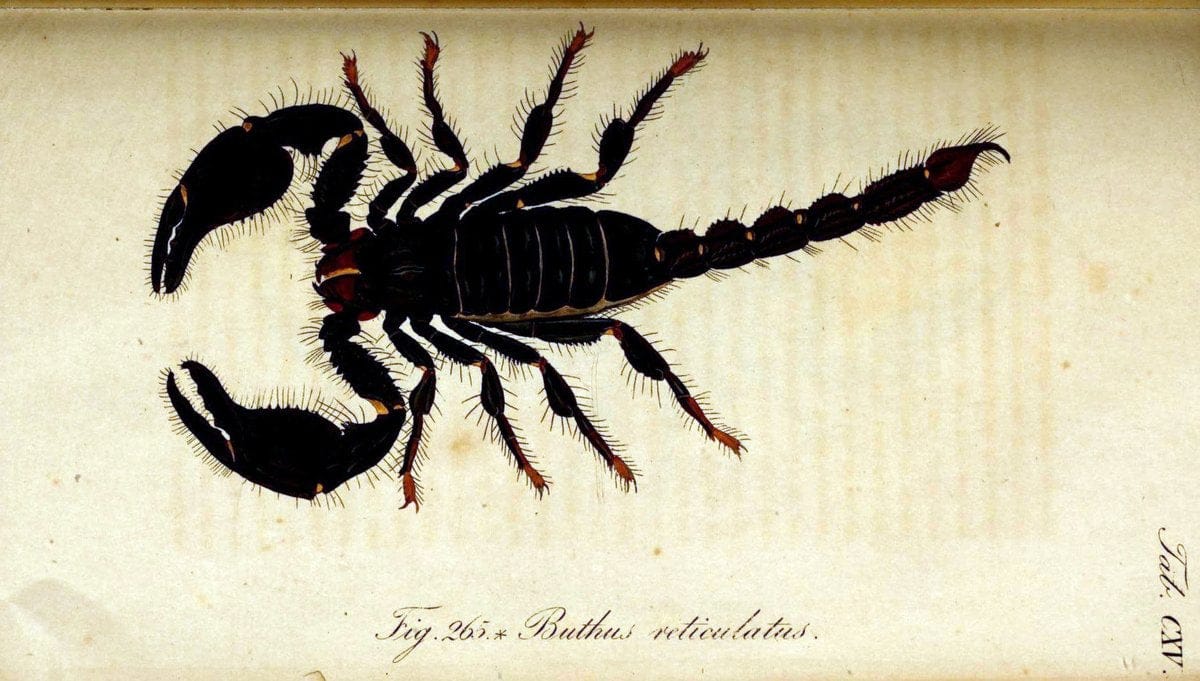 Die Arachniden. bd.1-4 (1831), plates 1-144NÃ¼rnberg :In der C. H. Zeh'schen Buchhandlung,1831-1848. | Arachnida arachnid  | Vintage Print Reproduction 471173