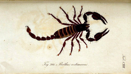 Die Arachniden. bd.1-4 (1831), plates 1-144NÃ¼rnberg :In der C. H. Zeh'schen Buchhandlung,1831-1848. | Arachnida arachnid  | Vintage Print Reproduction 471174