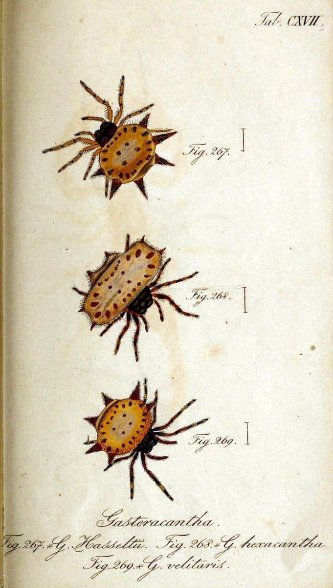 Die Arachniden. bd.1-4 (1831), plates 1-144NÃ¼rnberg :In der C. H. Zeh'schen Buchhandlung,1831-1848. | Arachnida arachnid  | Vintage Print Reproduction 471175