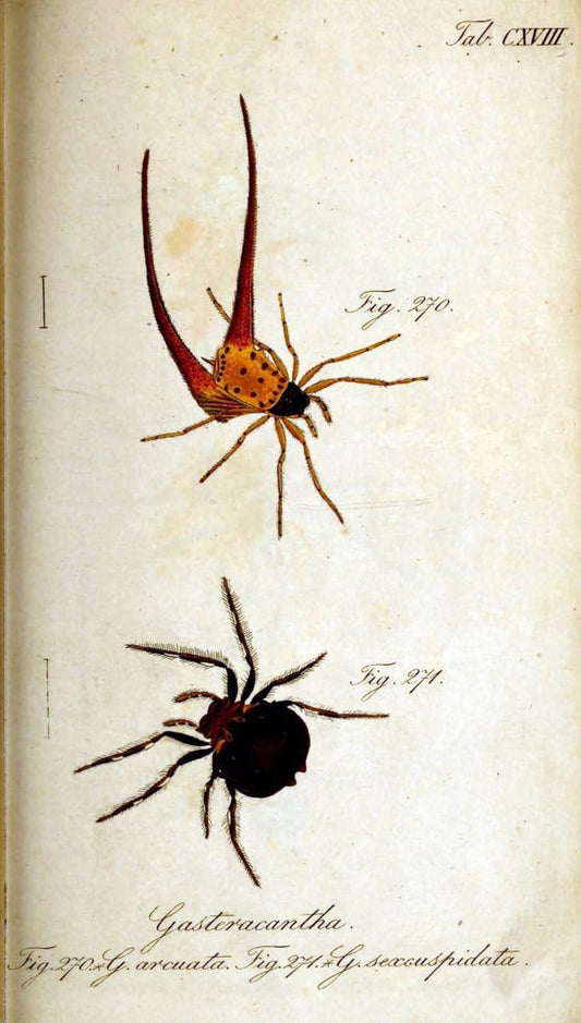 Die Arachniden. bd.1-4 (1831), plates 1-144NÃ¼rnberg :In der C. H. Zeh'schen Buchhandlung,1831-1848. | Arachnida arachnid  | Vintage Print Reproduction 471176