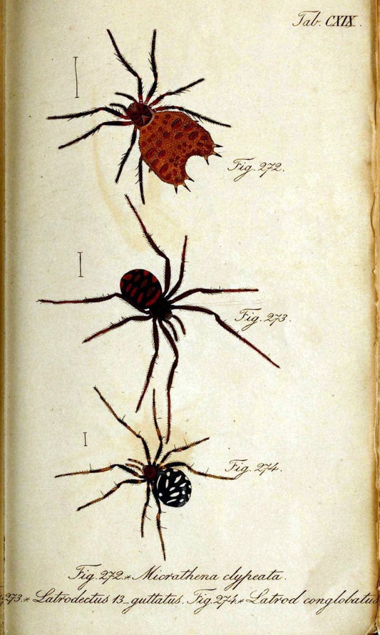 Die Arachniden. bd.1-4 (1831), plates 1-144NÃ¼rnberg :In der C. H. Zeh'schen Buchhandlung,1831-1848. | Arachnida arachnid  | Vintage Print Reproduction 471177