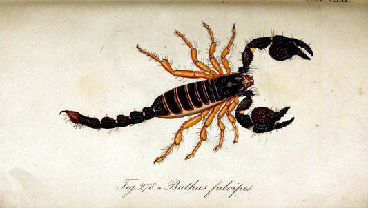 Die Arachniden. bd.1-4 (1831), plates 1-144NÃ¼rnberg :In der C. H. Zeh'schen Buchhandlung,1831-1848. | Arachnida arachnid  | Vintage Print Reproduction 471179