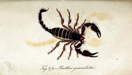 Die Arachniden. bd.1-4 (1831), plates 1-144NÃ¼rnberg :In der C. H. Zeh'schen Buchhandlung,1831-1848. | Arachnida arachnid  | Vintage Print Reproduction 471180