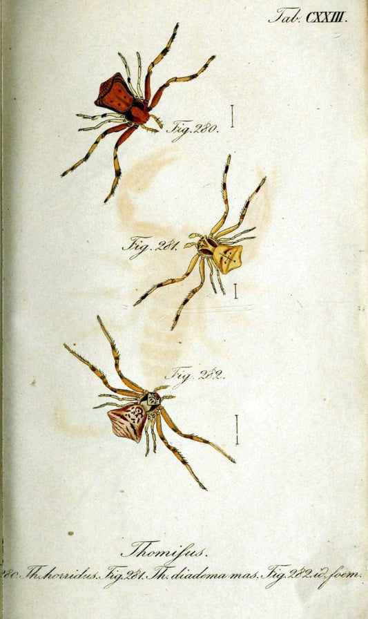 Die Arachniden. bd.1-4 (1831), plates 1-144NÃ¼rnberg :In der C. H. Zeh'schen Buchhandlung,1831-1848. | Arachnida arachnid  | Vintage Print Reproduction 471181