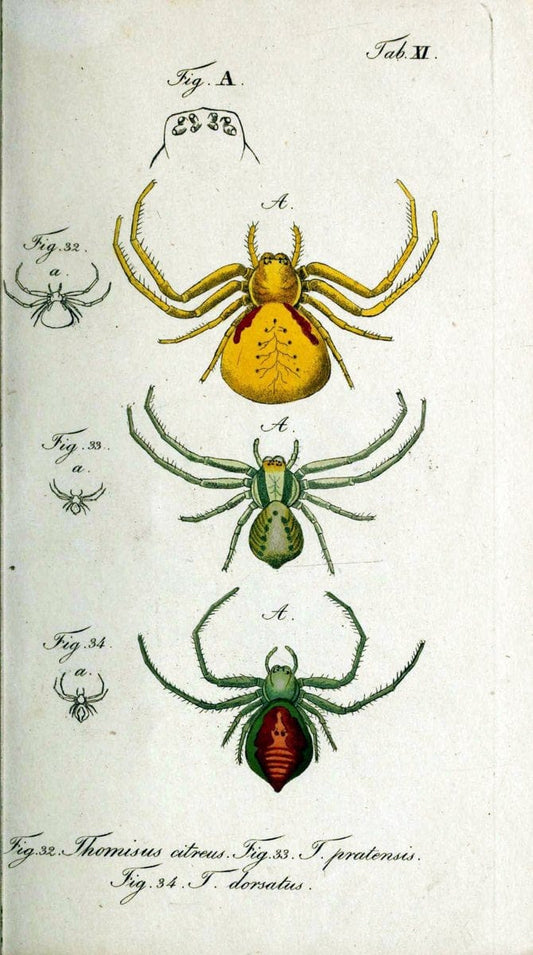 Die Arachniden. bd.1-4 (1831), plates 1-144NÃ¼rnberg :In der C. H. Zeh'schen Buchhandlung,1831-1848. | Arachnida arachnid  | Vintage Print Reproduction 471182