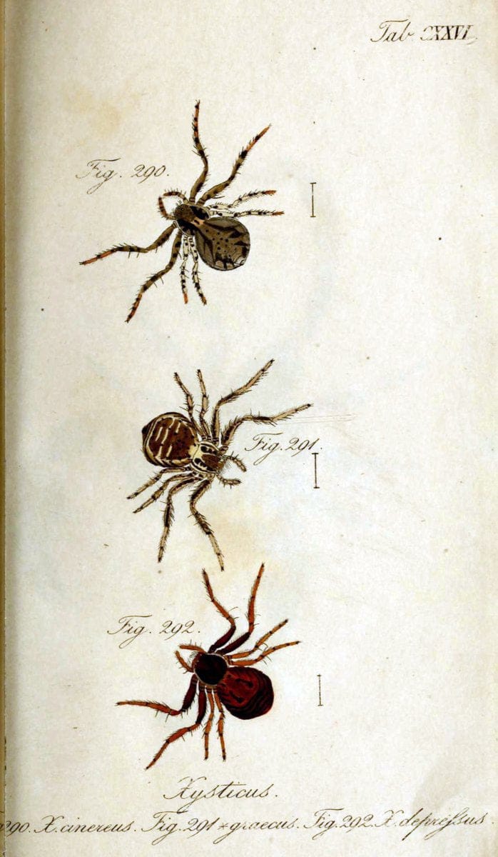 Die Arachniden. bd.1-4 (1831), plates 1-144NÃ¼rnberg :In der C. H. Zeh'schen Buchhandlung,1831-1848. | Arachnida arachnid  | Vintage Print Reproduction 471185