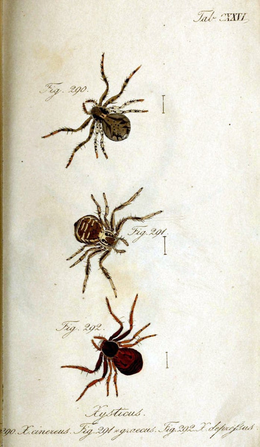Die Arachniden. bd.1-4 (1831), plates 1-144NÃ¼rnberg :In der C. H. Zeh'schen Buchhandlung,1831-1848. | Arachnida arachnid  | Vintage Print Reproduction 471185