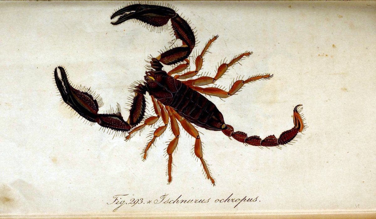 Die Arachniden. bd.1-4 (1831), plates 1-144NÃ¼rnberg :In der C. H. Zeh'schen Buchhandlung,1831-1848. | Arachnida arachnid  | Vintage Print Reproduction 471186