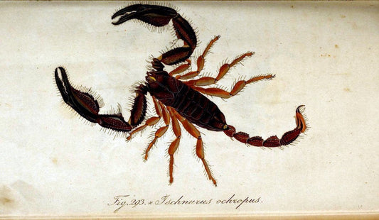 Die Arachniden. bd.1-4 (1831), plates 1-144NÃ¼rnberg :In der C. H. Zeh'schen Buchhandlung,1831-1848. | Arachnida arachnid  | Vintage Print Reproduction 471186