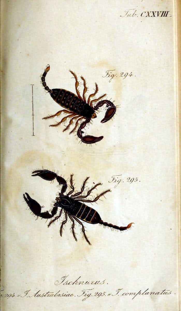 Die Arachniden. bd.1-4 (1831), plates 1-144NÃ¼rnberg :In der C. H. Zeh'schen Buchhandlung,1831-1848. | Arachnida arachnid  | Vintage Print Reproduction 471187