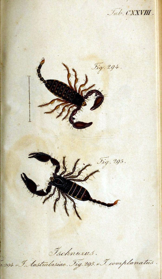 Die Arachniden. bd.1-4 (1831), plates 1-144NÃ¼rnberg :In der C. H. Zeh'schen Buchhandlung,1831-1848. | Arachnida arachnid  | Vintage Print Reproduction 471187