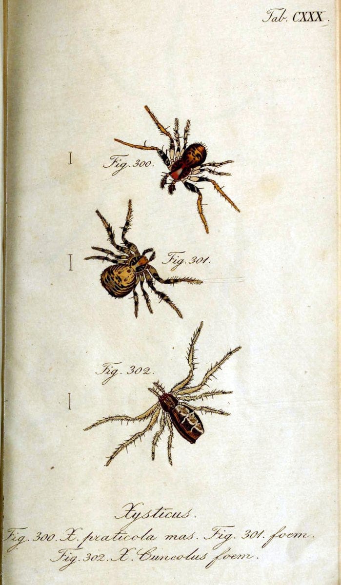 Die Arachniden. bd.1-4 (1831), plates 1-144NÃ¼rnberg :In der C. H. Zeh'schen Buchhandlung,1831-1848. | Arachnida arachnid  | Vintage Print Reproduction 471189