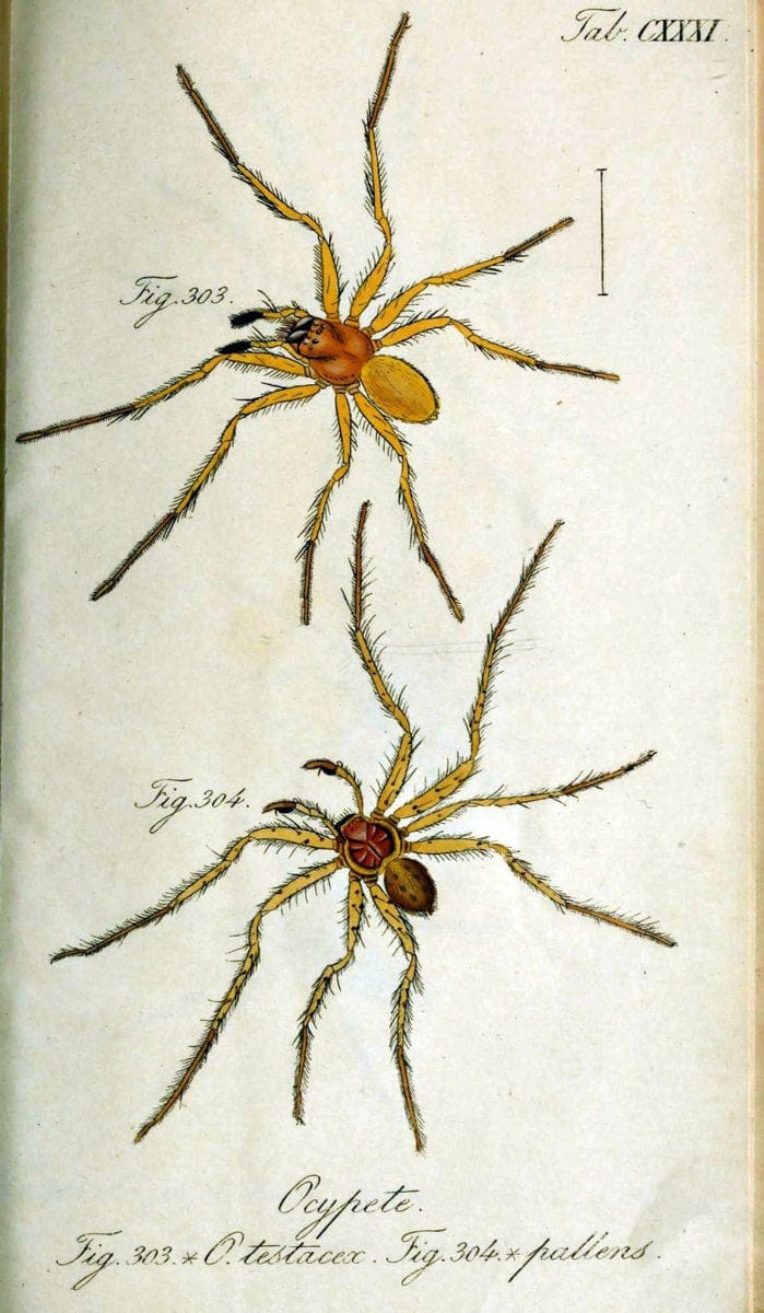 Die Arachniden. bd.1-4 (1831), plates 1-144NÃ¼rnberg :In der C. H. Zeh'schen Buchhandlung,1831-1848. | Arachnida arachnid  | Vintage Print Reproduction 471190