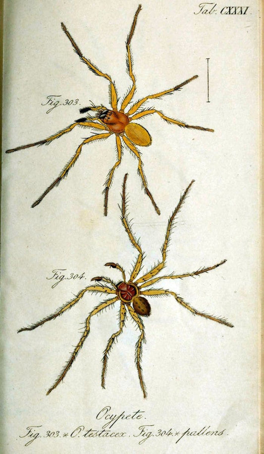 Die Arachniden. bd.1-4 (1831), plates 1-144NÃ¼rnberg :In der C. H. Zeh'schen Buchhandlung,1831-1848. | Arachnida arachnid  | Vintage Print Reproduction 471190