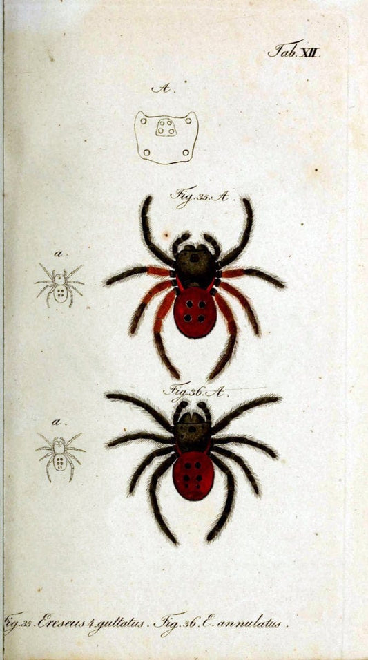 Die Arachniden. bd.1-4 (1831), plates 1-144NÃ¼rnberg :In der C. H. Zeh'schen Buchhandlung,1831-1848. | Arachnida arachnid  | Vintage Print Reproduction 471193