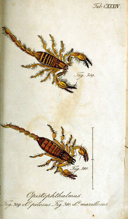 Die Arachniden. bd.1-4 (1831), plates 1-144NÃ¼rnberg :In der C. H. Zeh'schen Buchhandlung,1831-1848. | Arachnida arachnid  | Vintage Print Reproduction 471194