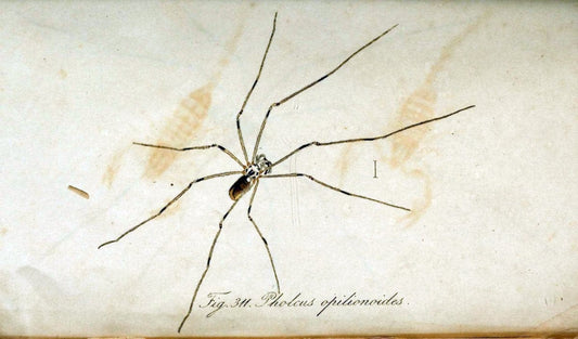 Die Arachniden. bd.1-4 (1831), plates 1-144NÃ¼rnberg :In der C. H. Zeh'schen Buchhandlung,1831-1848. | Arachnida arachnid  | Vintage Print Reproduction 471195