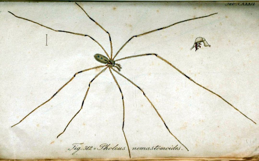 Die Arachniden. bd.1-4 (1831), plates 1-144NÃ¼rnberg :In der C. H. Zeh'schen Buchhandlung,1831-1848. | Arachnida arachnid  | Vintage Print Reproduction 471196