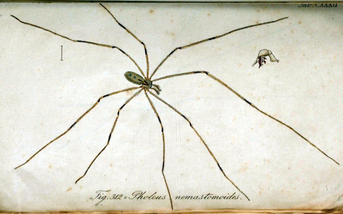 Die Arachniden. bd.1-4 (1831), plates 1-144NÃ¼rnberg :In der C. H. Zeh'schen Buchhandlung,1831-1848. | Arachnida arachnid  | Vintage Print Reproduction 471196