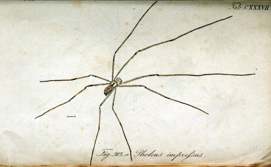 Die Arachniden. bd.1-4 (1831), plates 1-144NÃ¼rnberg :In der C. H. Zeh'schen Buchhandlung,1831-1848. | Arachnida arachnid  | Vintage Print Reproduction 471197