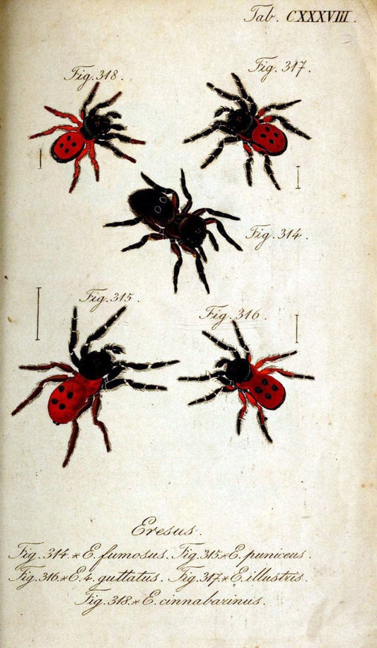 Die Arachniden. bd.1-4 (1831), plates 1-144NÃ¼rnberg :In der C. H. Zeh'schen Buchhandlung,1831-1848. | Arachnida arachnid  | Vintage Print Reproduction 471198