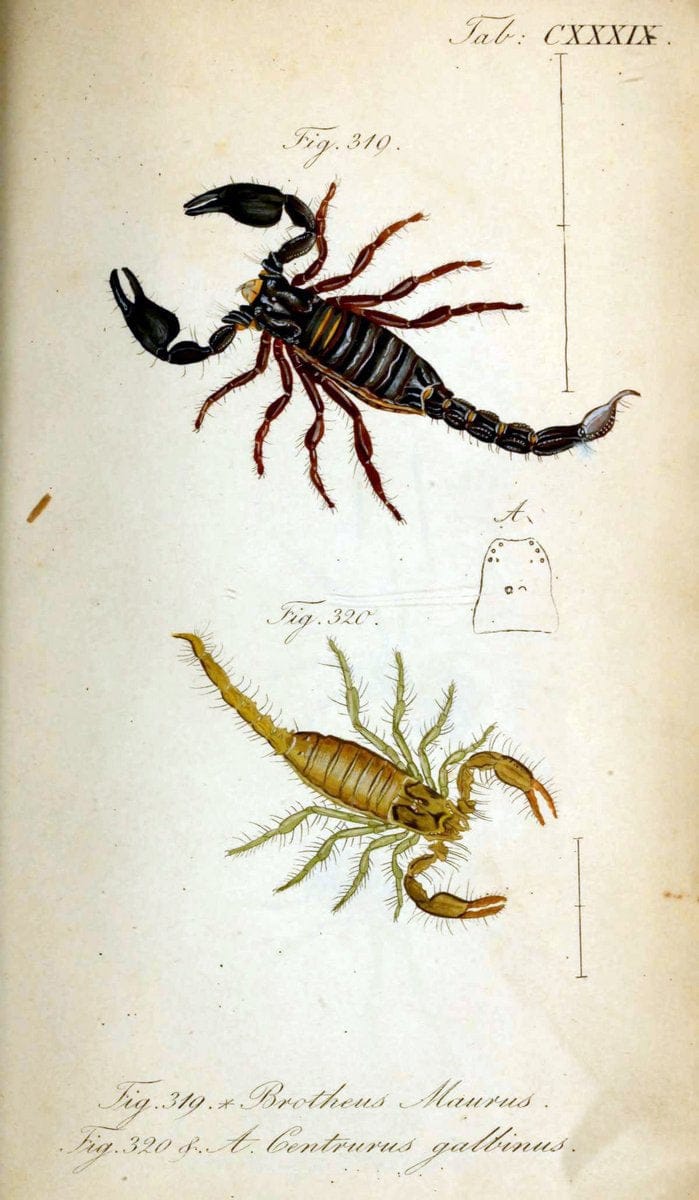 Die Arachniden. bd.1-4 (1831), plates 1-144NÃ¼rnberg :In der C. H. Zeh'schen Buchhandlung,1831-1848. | Arachnida arachnid  | Vintage Print Reproduction 471199
